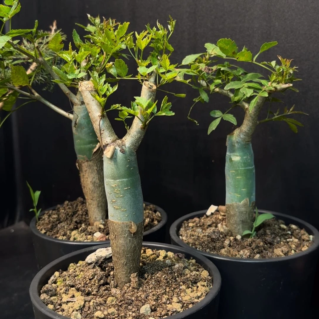 芳香裂榄开播福利