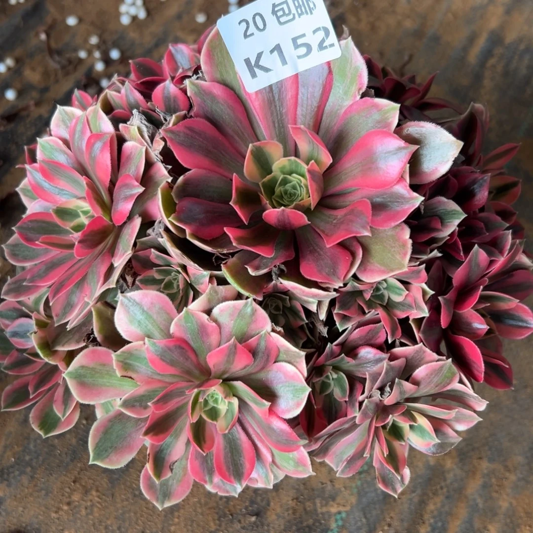 152女妖，满20包邮