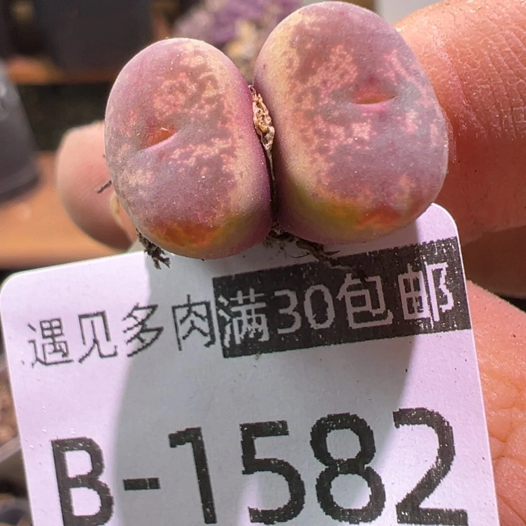 多肉植物111111111111