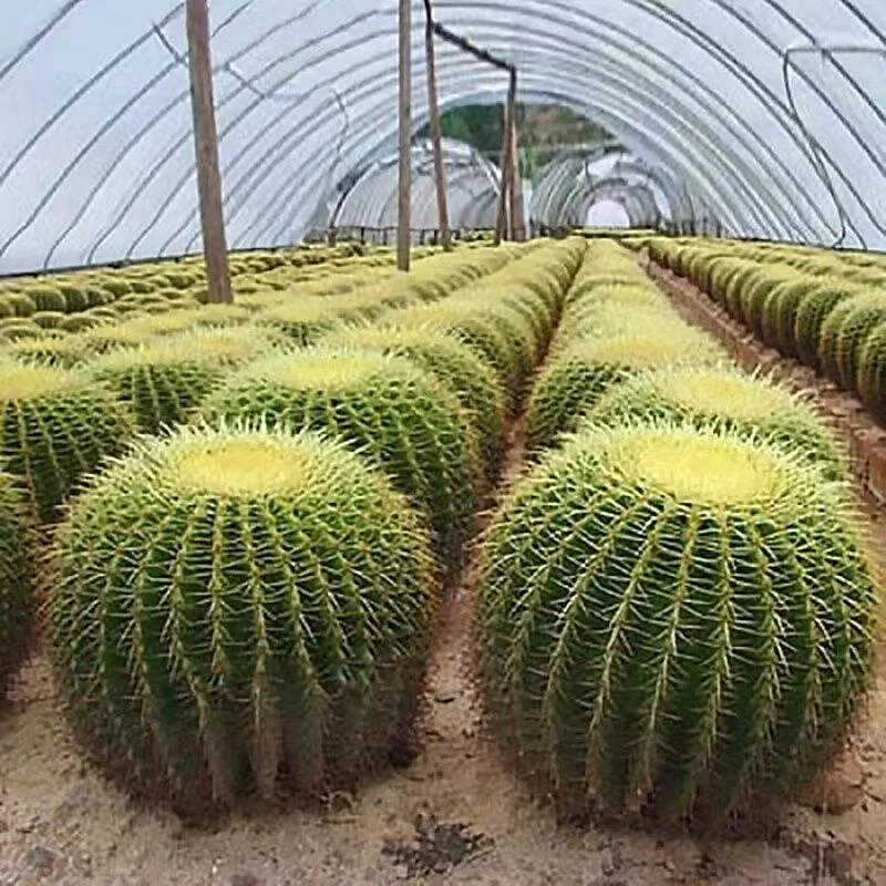 金虎仙人球大球四季好养耐寒耐热庭院室外四季长青美虎红虎好看耐