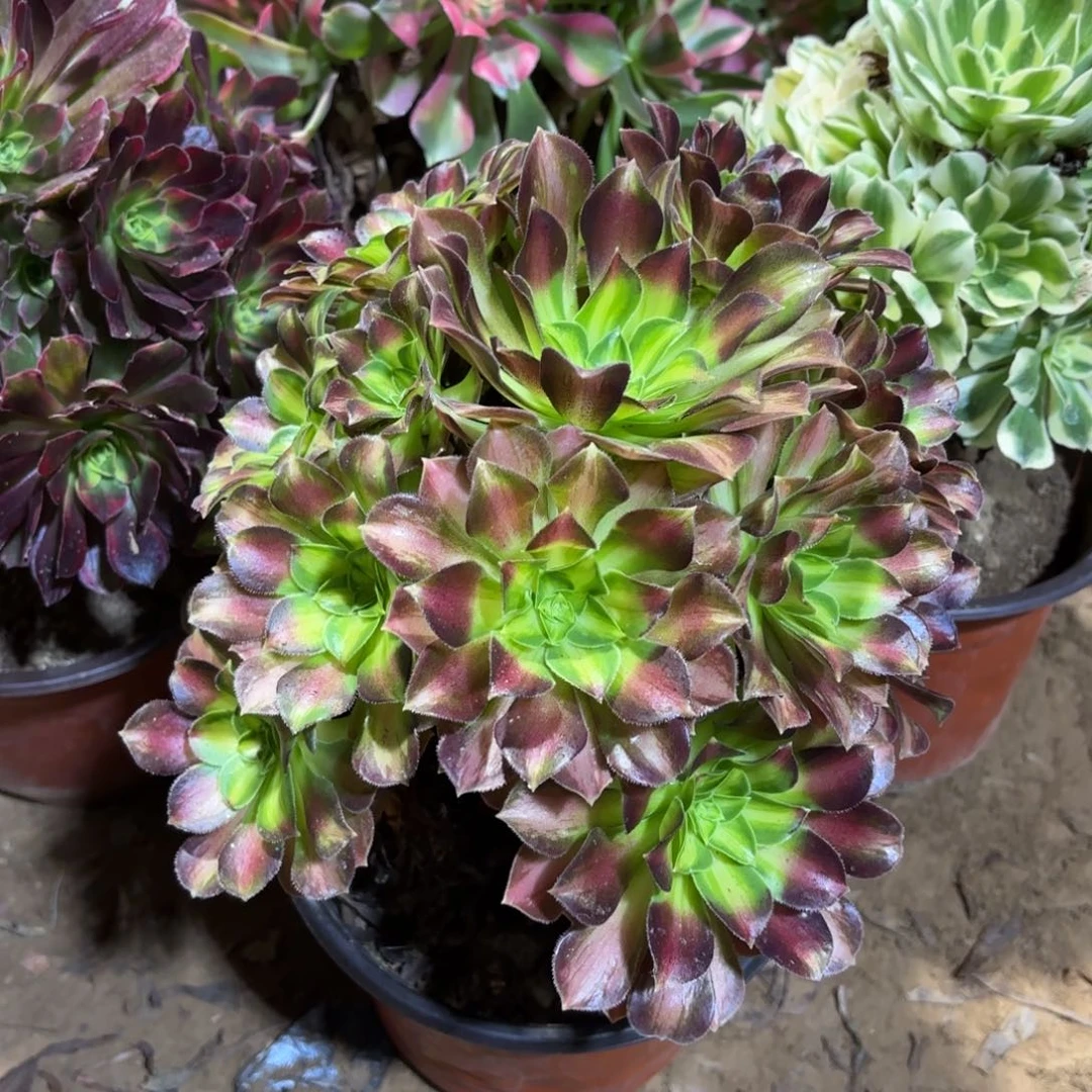 韶华9.9法师木质老桩