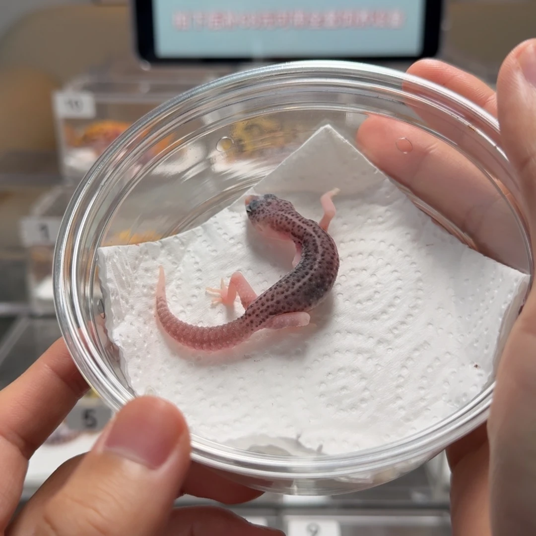 豹纹守宫银河母温