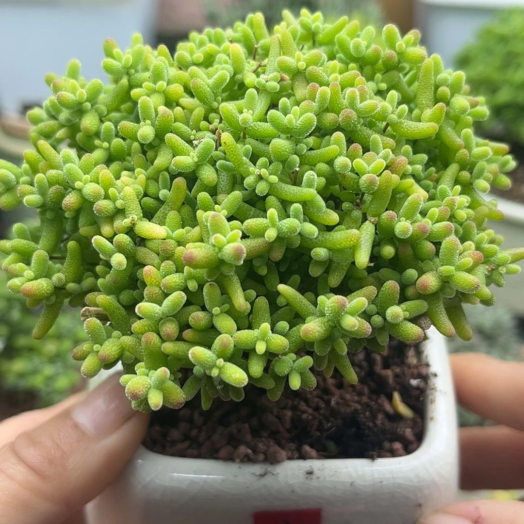26蜜桔带盆优选枝干番杏