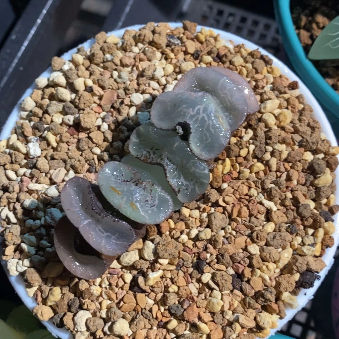 一颗大宽叶浮躁玉扇。