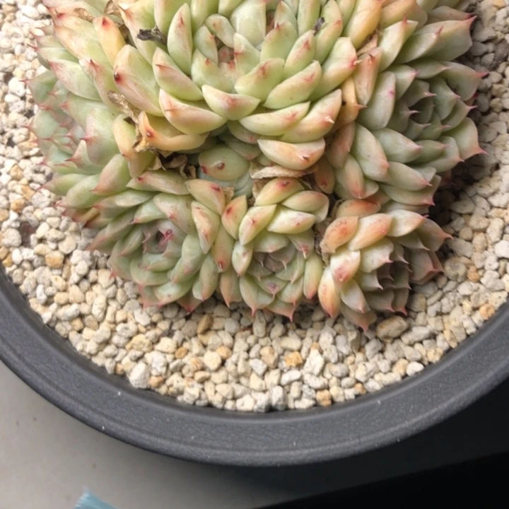 静*肉26///////////////////