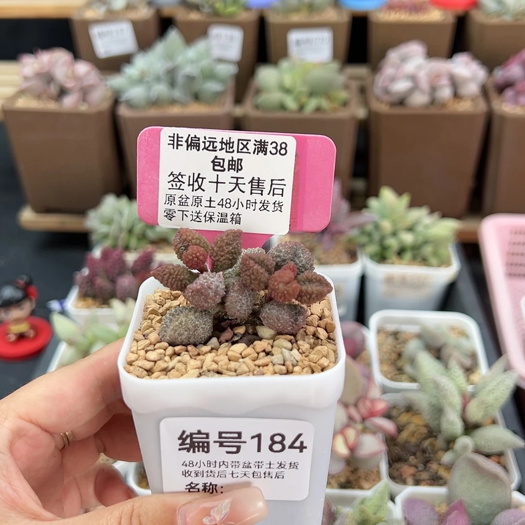 ?**?184荔枝皮多肉植物