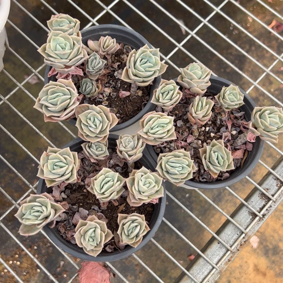 可爱玫瑰散装带盆土三盆