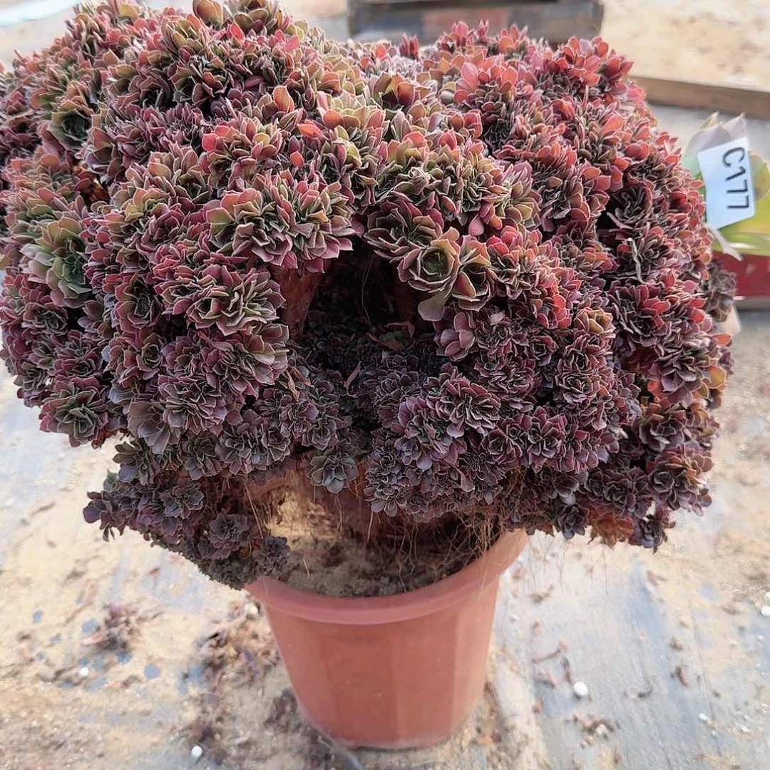 177玫瑰朵朵有伤一颗呀呀