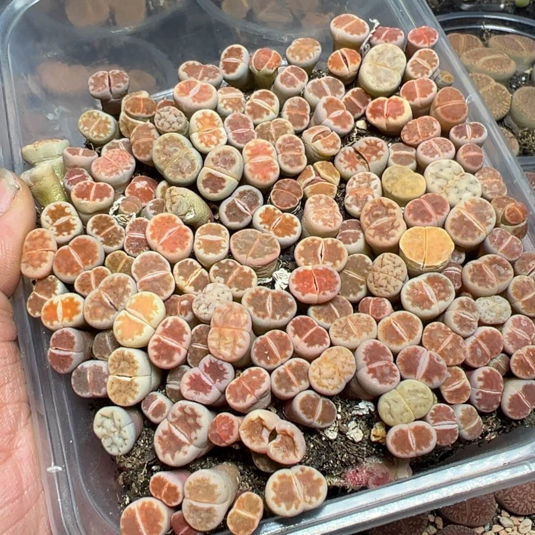 【闪购商品】 834。