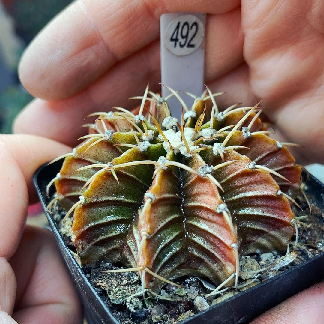 非偏远地区满25包邮仙人球