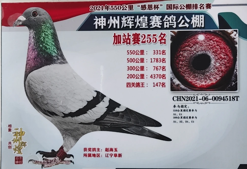 信鸽公棚赛鸽超级种鸽幼鸽血统鸽子