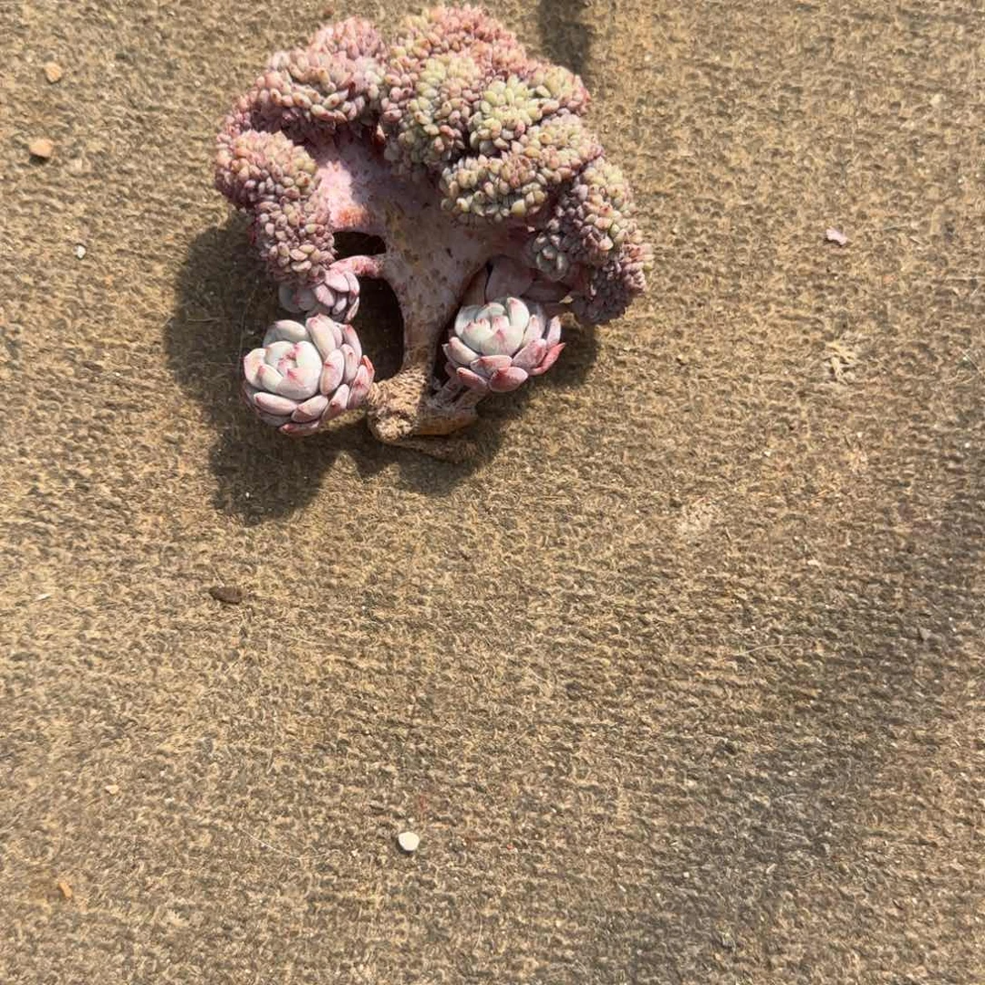 片*多肉植物一物一拍