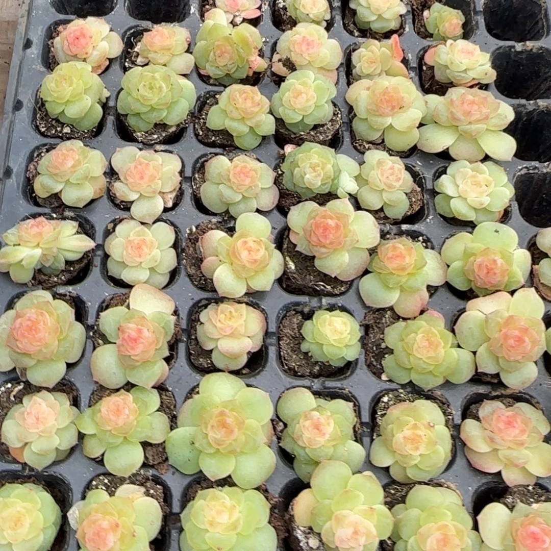 粉谪仙穴一个满20包邮