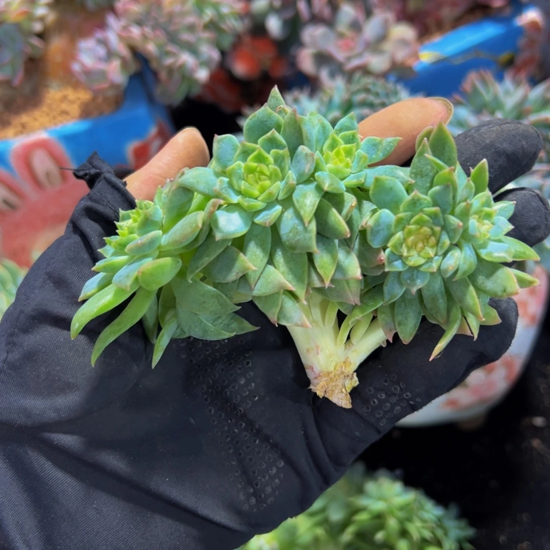 黄粉冰魄 天天开心