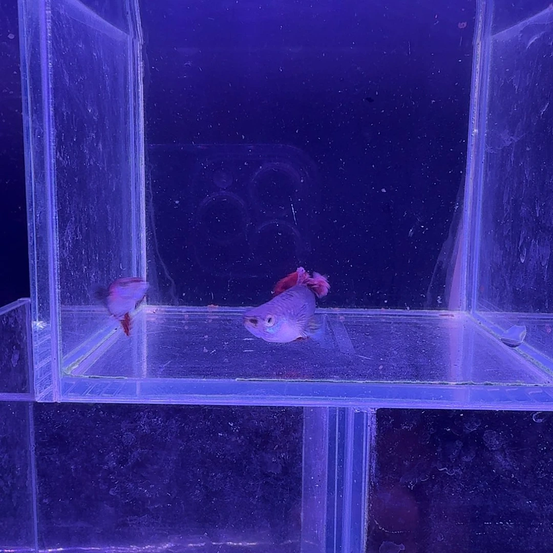 孔雀鱼折扇菊花帆1对