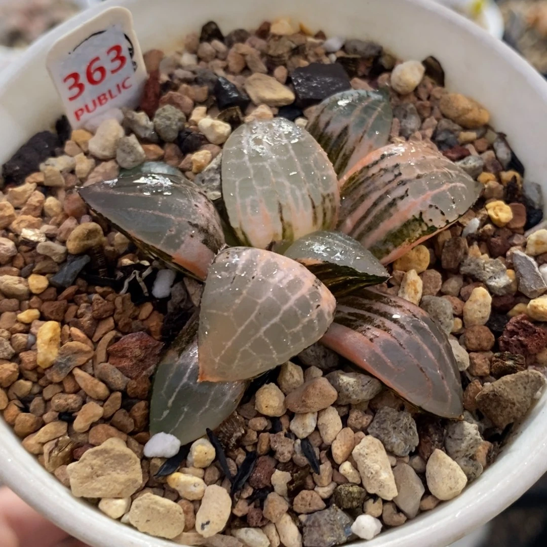 363玻璃康平寿锦一物一图