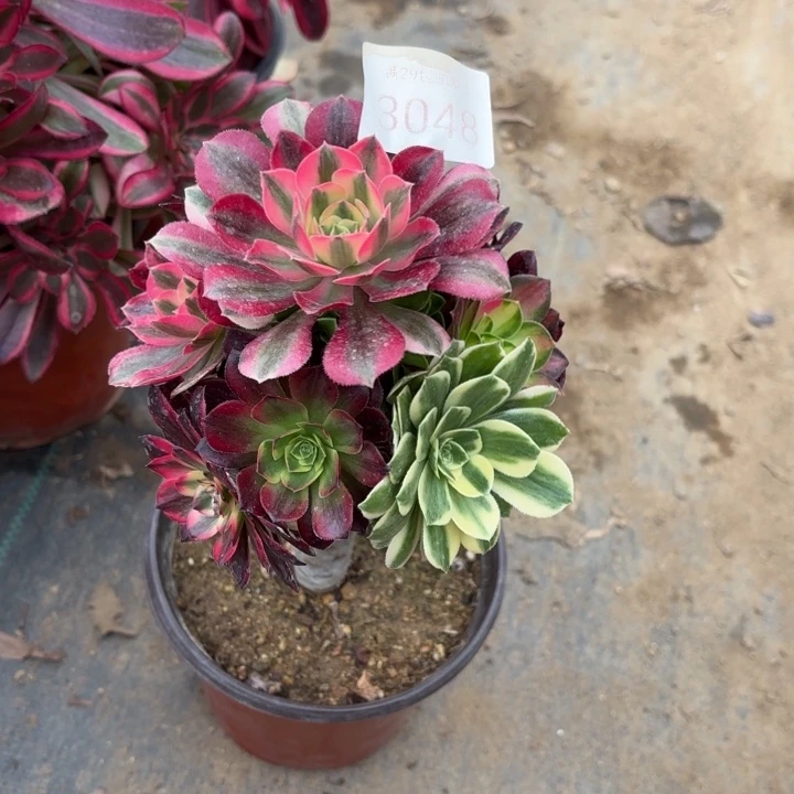 七彩树多肉法师3048