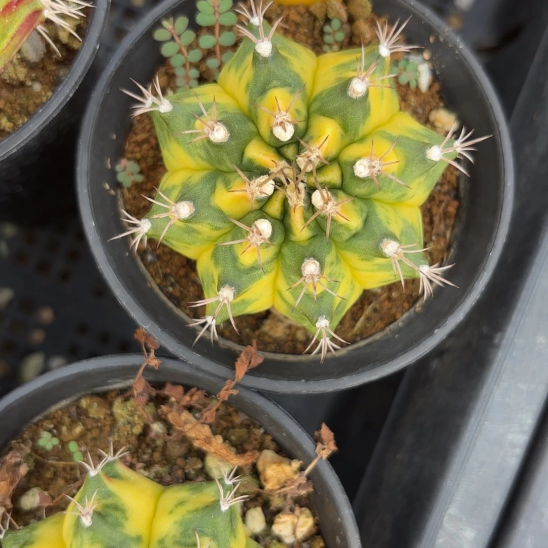 11-1224泰国发货多肉