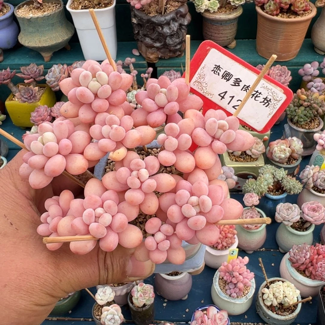 412号鱼子酱老桩无砍脱土发