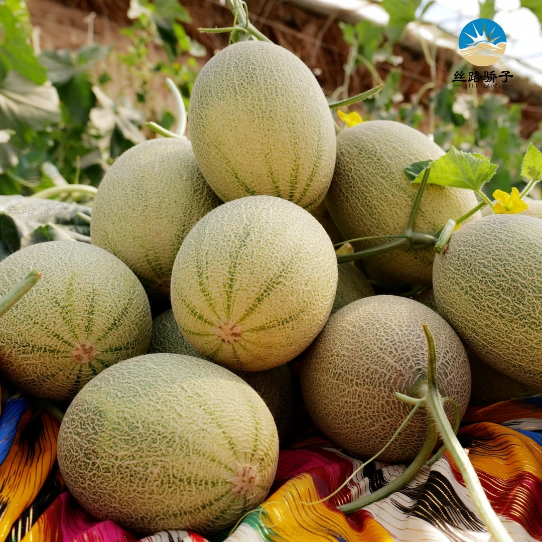 新疆吐鲁番新疆直发顺丰包邮丝路骄子品牌西州蜜25号