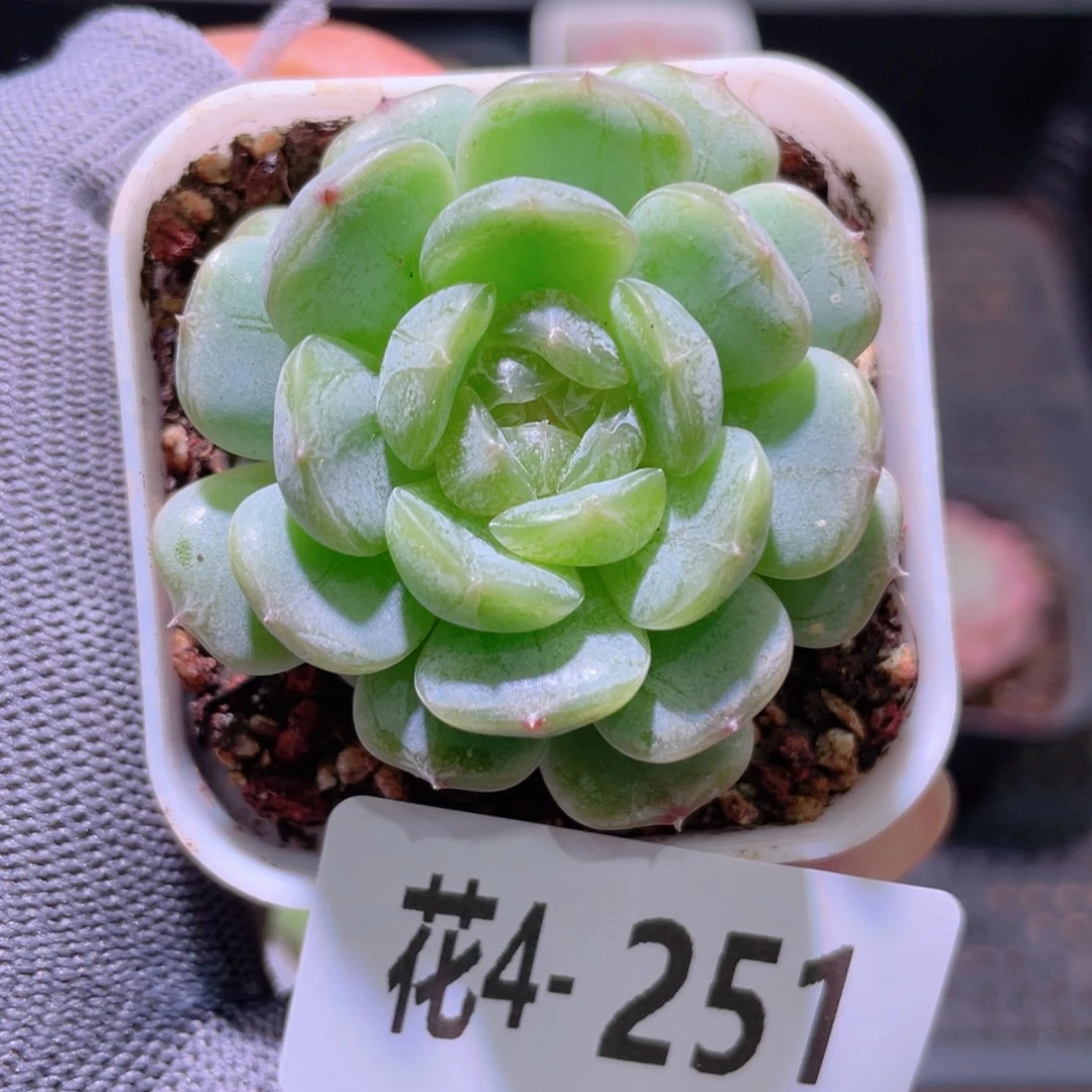 花利美 4-251白色恋人