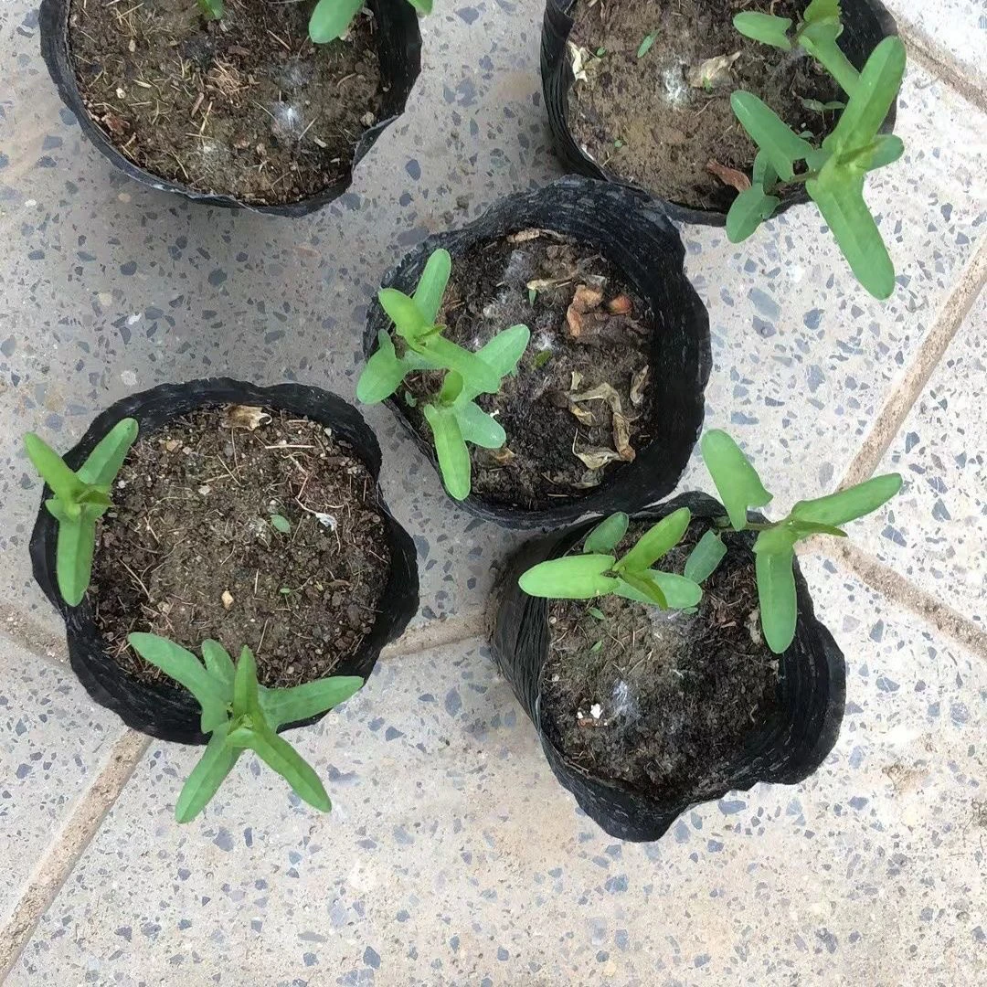 缠枝牡丹花苗保真正品8x8厘米营养钵小苗每钵2株苗