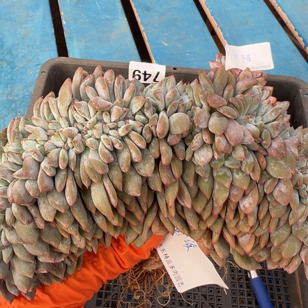 涵***淇zhuiguanyutachulo