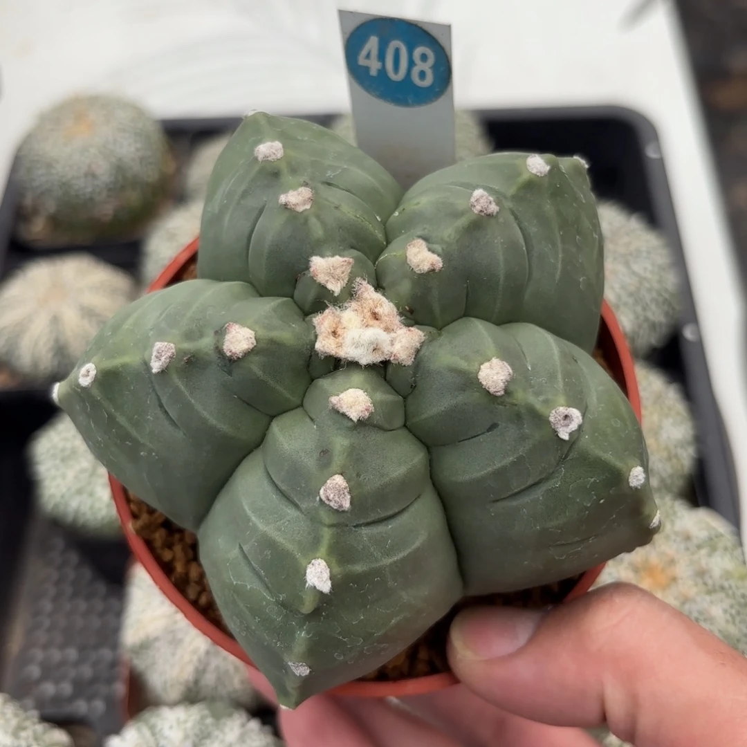 408实生龟甲鸾凤玉带盆带土发货