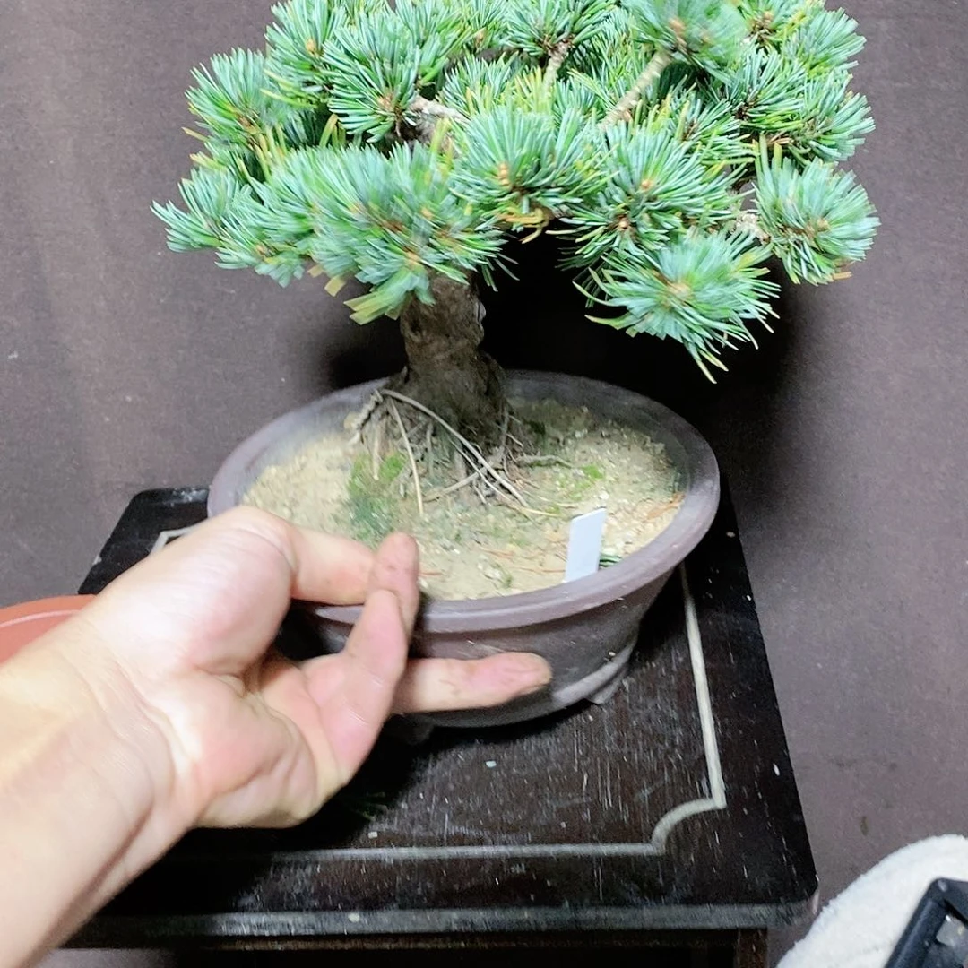 【闪购商品】无花朵泊*