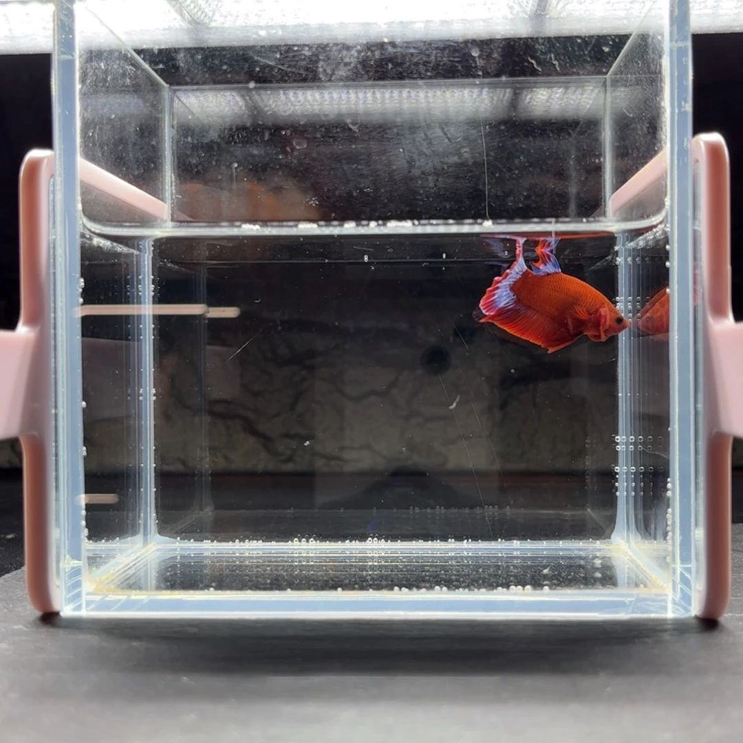 海胆宙斯斗鱼竞拍11-24