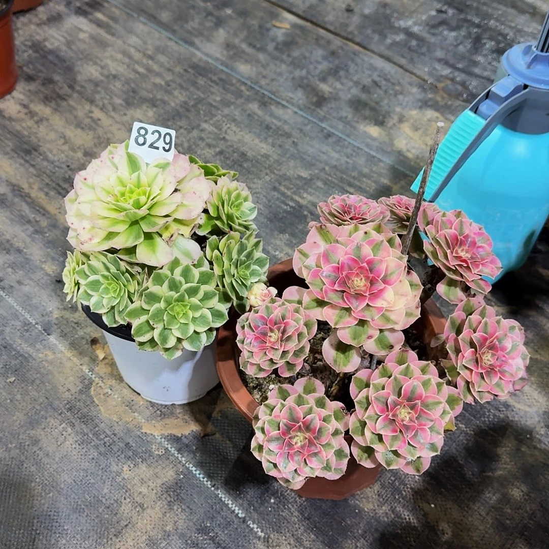 829海仙倾城两颗福利价