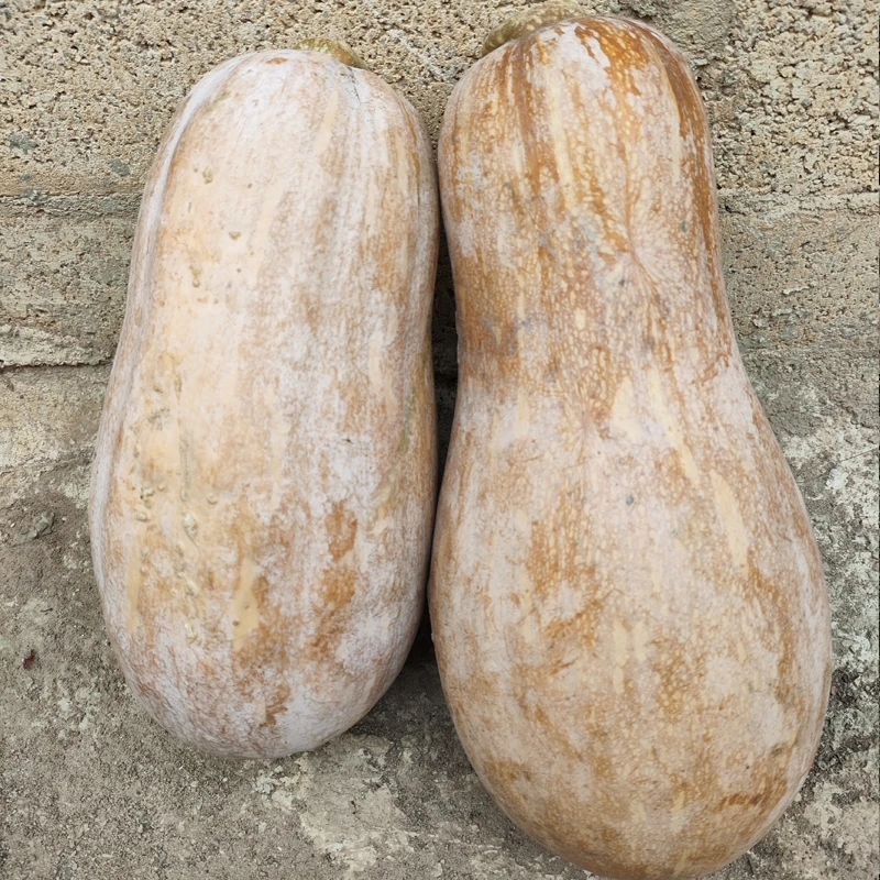 广西老南瓜新鲜农家甜糯面黄南瓜现摘宝宝辅食当季老品种黄皮红肉