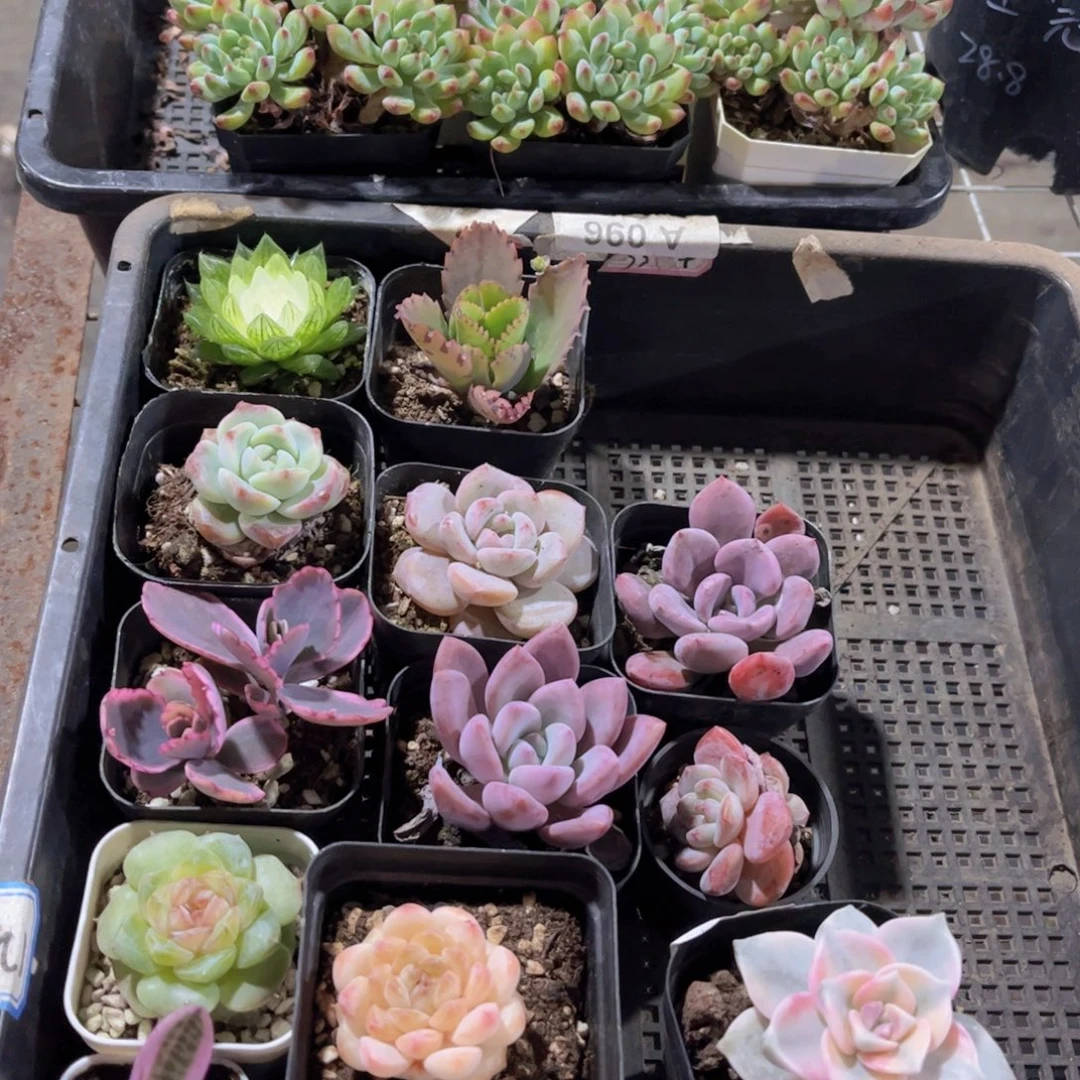 多肉926多肉植物，