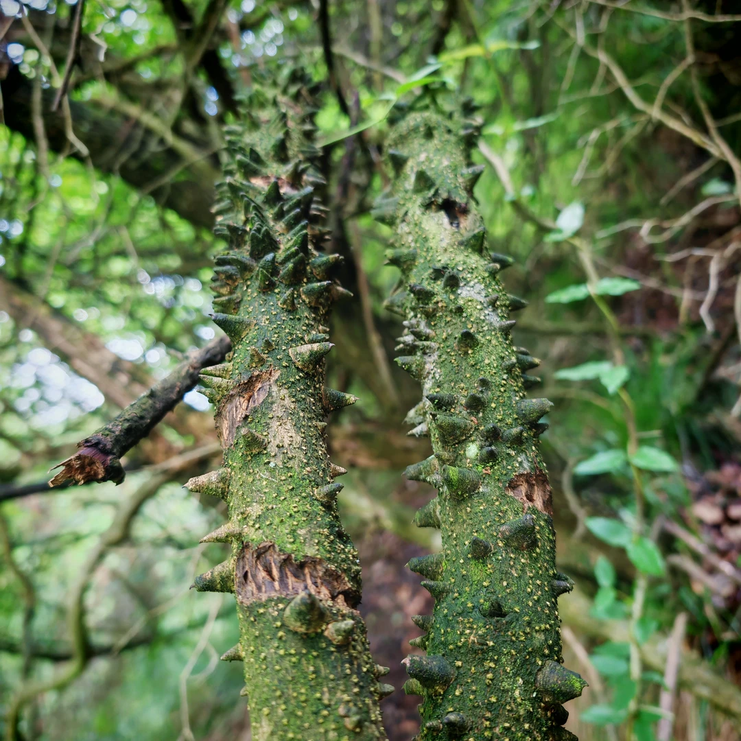 飞龙掌血见血飞红三百棒飞龙掌贵州深山野生中药