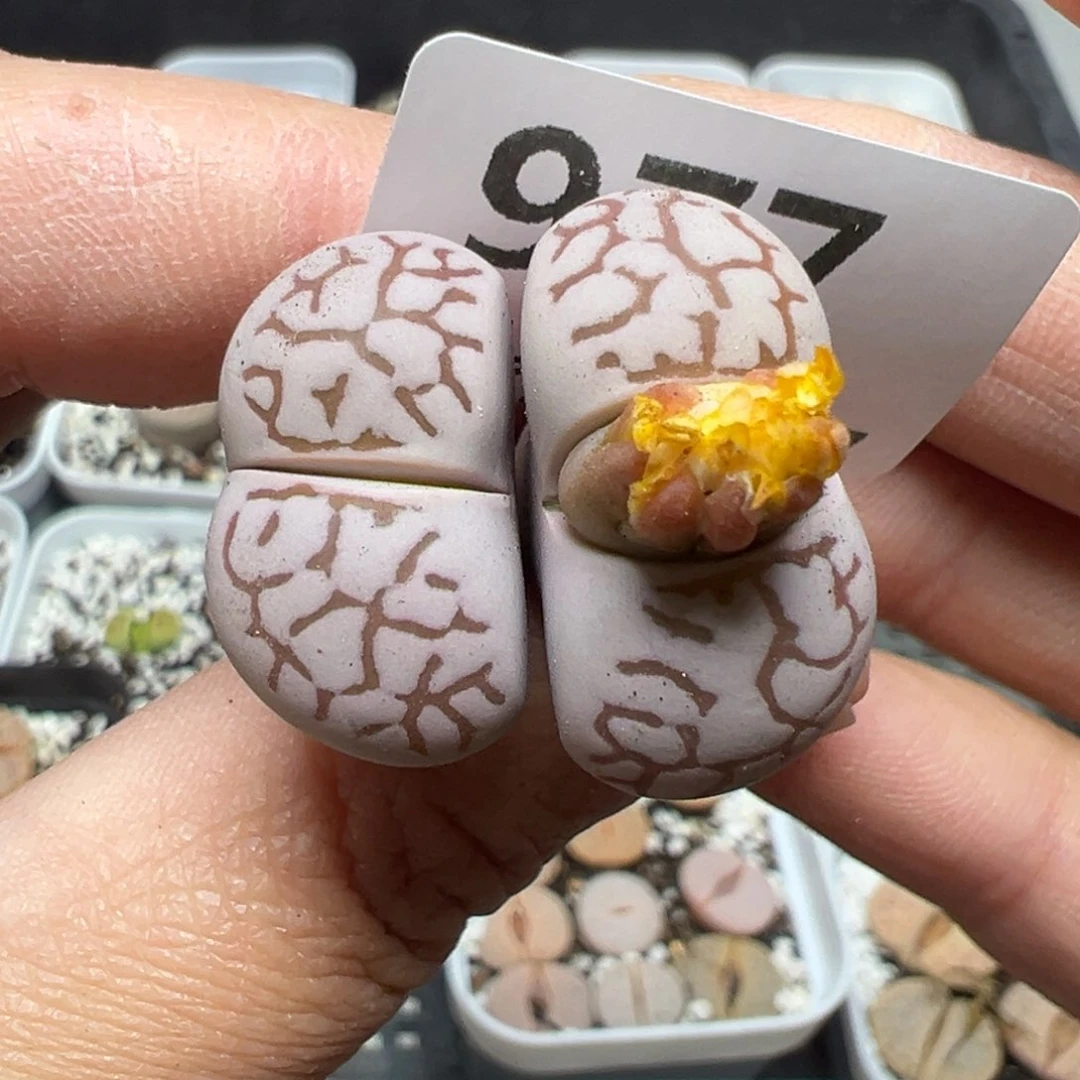 【闪购商品】977……