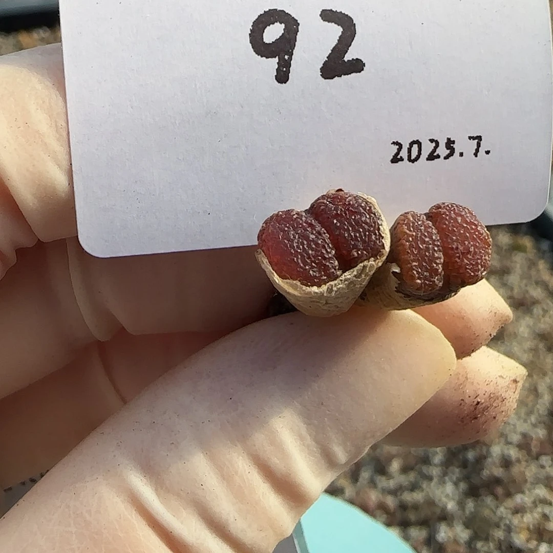 劳****多肉多肉多肉7.25-092