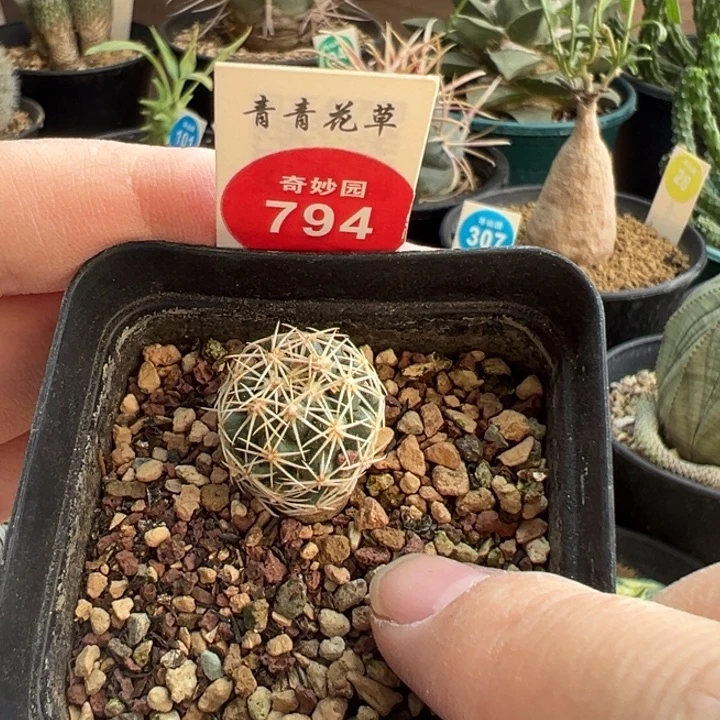 实生顶凤舞1.7cm一棵仙人球