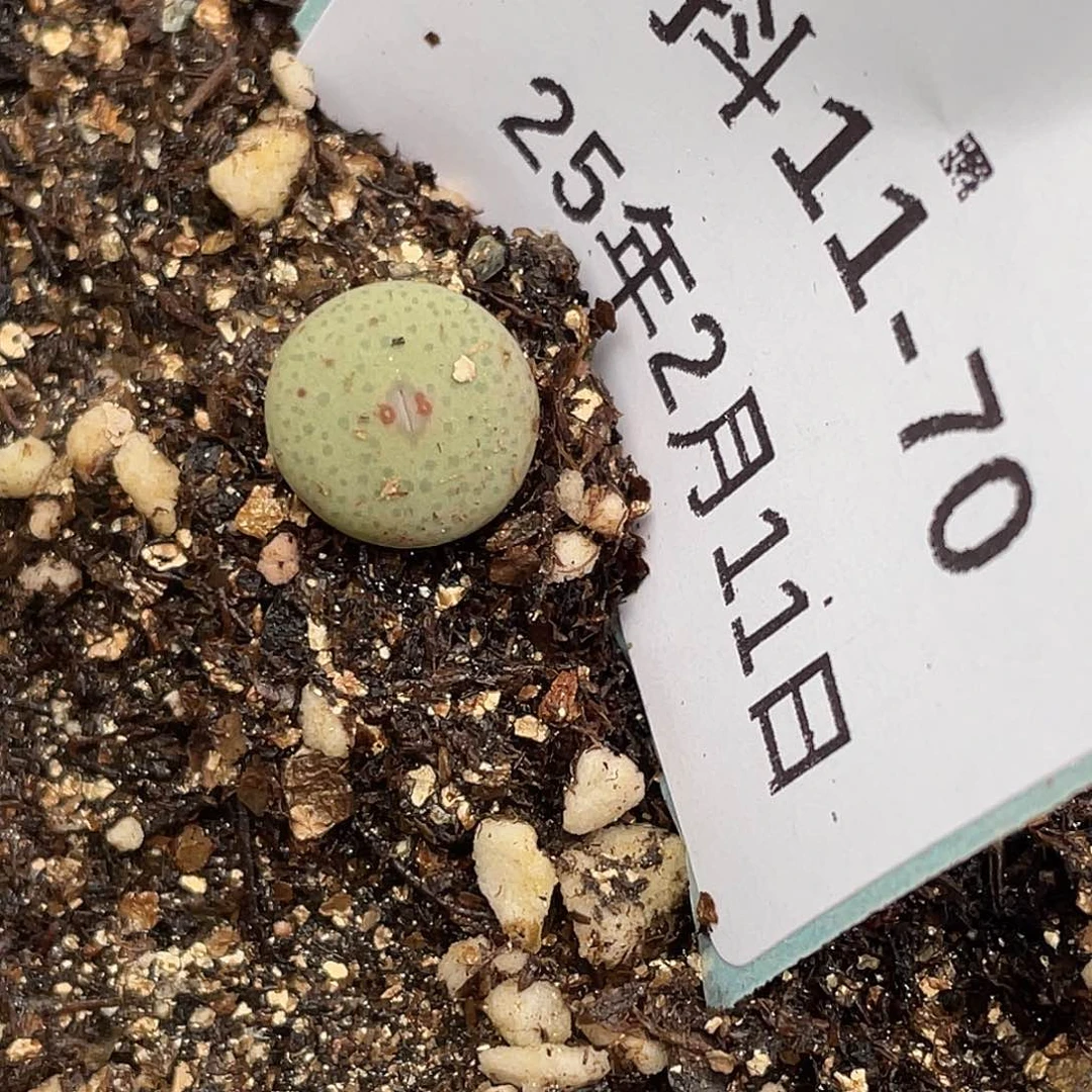 别*年11-70肉锥多肉植物