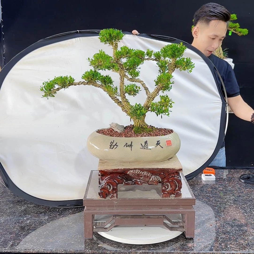 无花朵高端黄杨产品系列