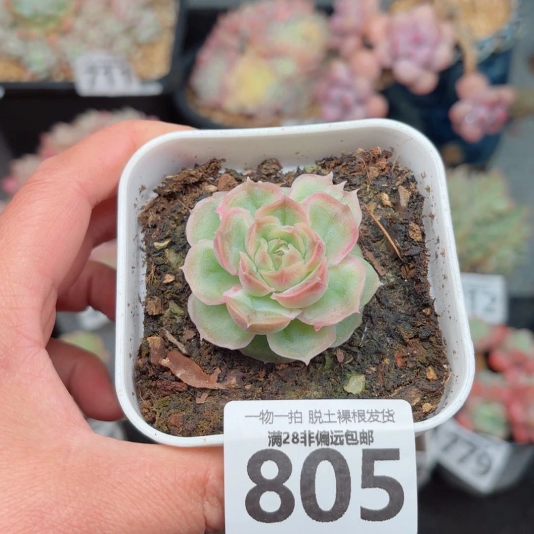 虾饺单头无盆土发货