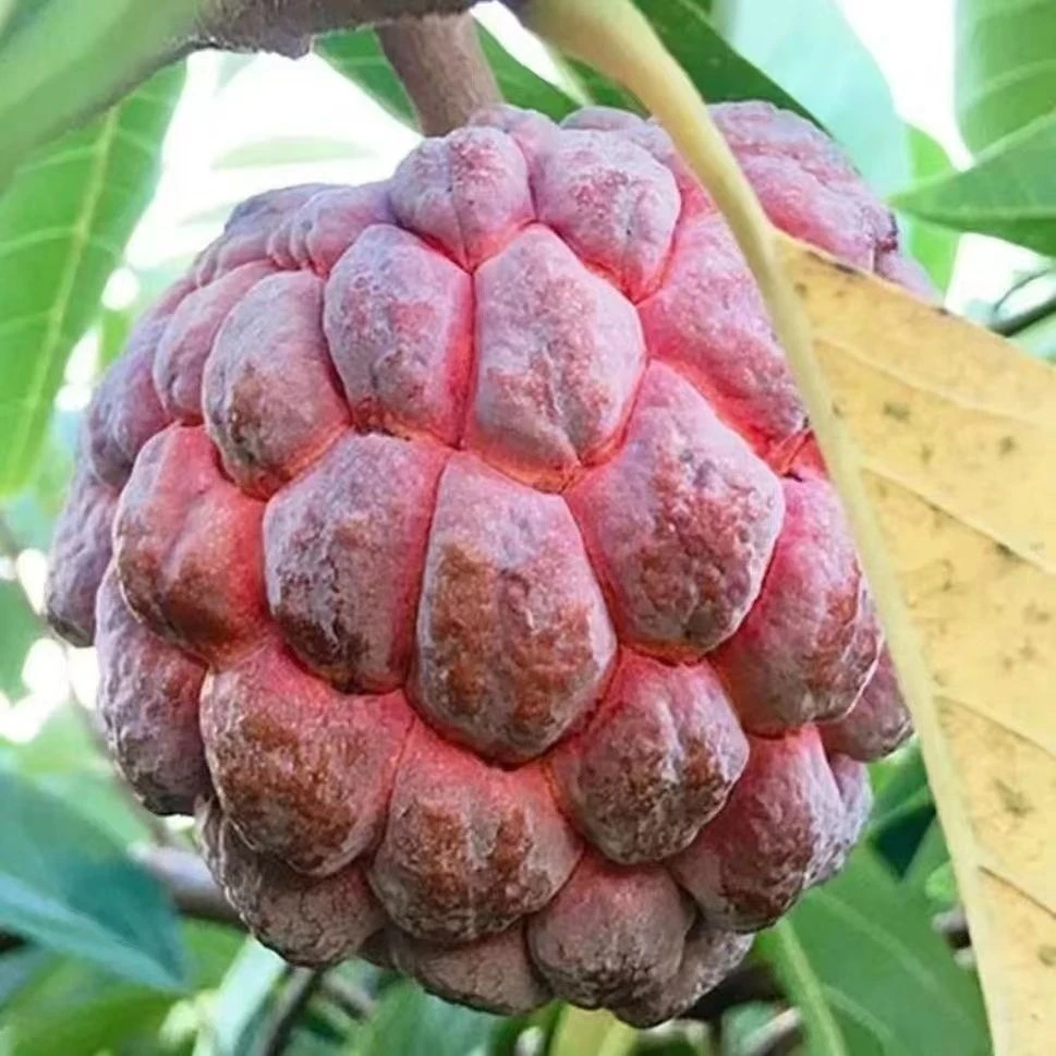 【珍稀名果】玫瑰红释迦果新鲜当季热带水果软糯香甜红皮佛头牟尼