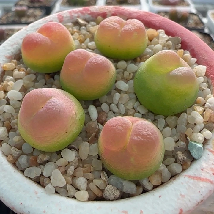 多肉植物日系2606拉登一颗一组