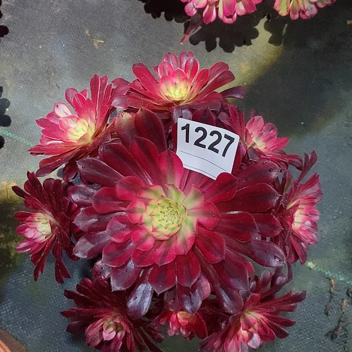 红陶1227黑铜白4多肉