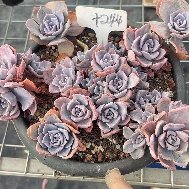 两单包邮，一物一拍244彩虹糖锦