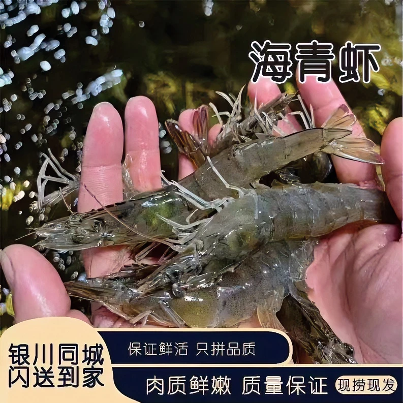 鲜活海青虾 宁夏地区包邮包活