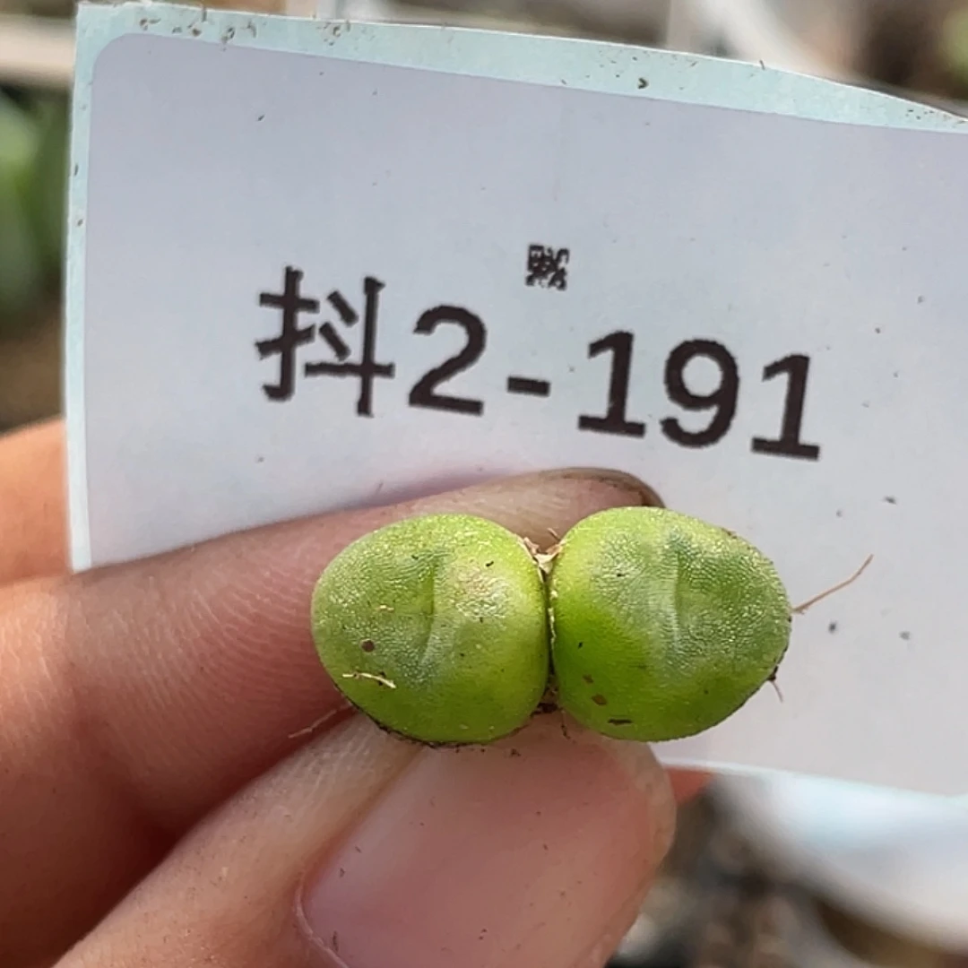 2-191水晶鞋多肉植物