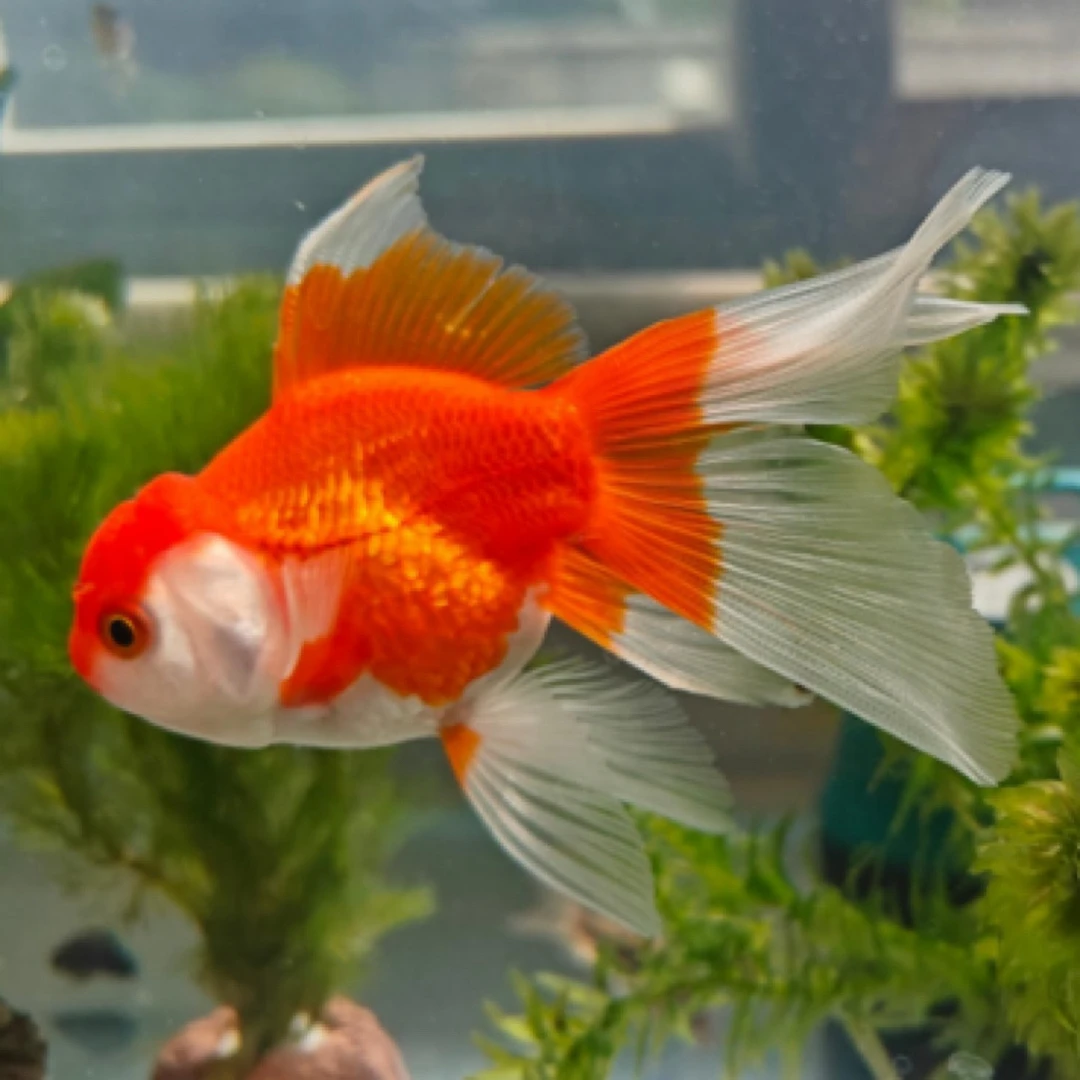 国粹观赏鱼6-8公分 9条（7条备损2条）包邮包损 不指定颜色