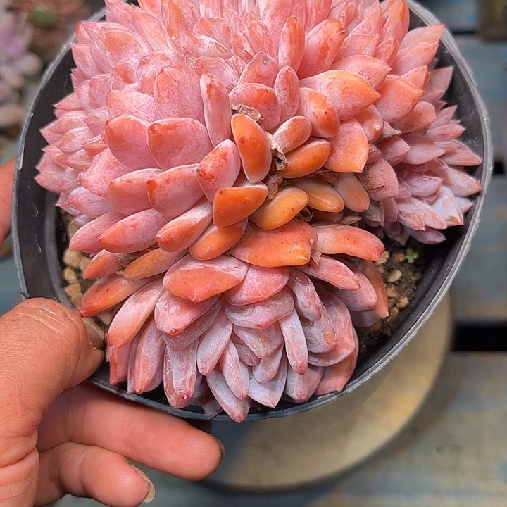 多肉植物一物一拍