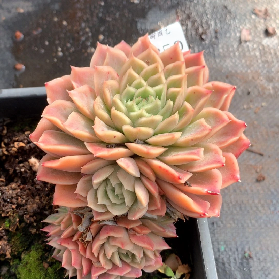 2850杂交多肉植物