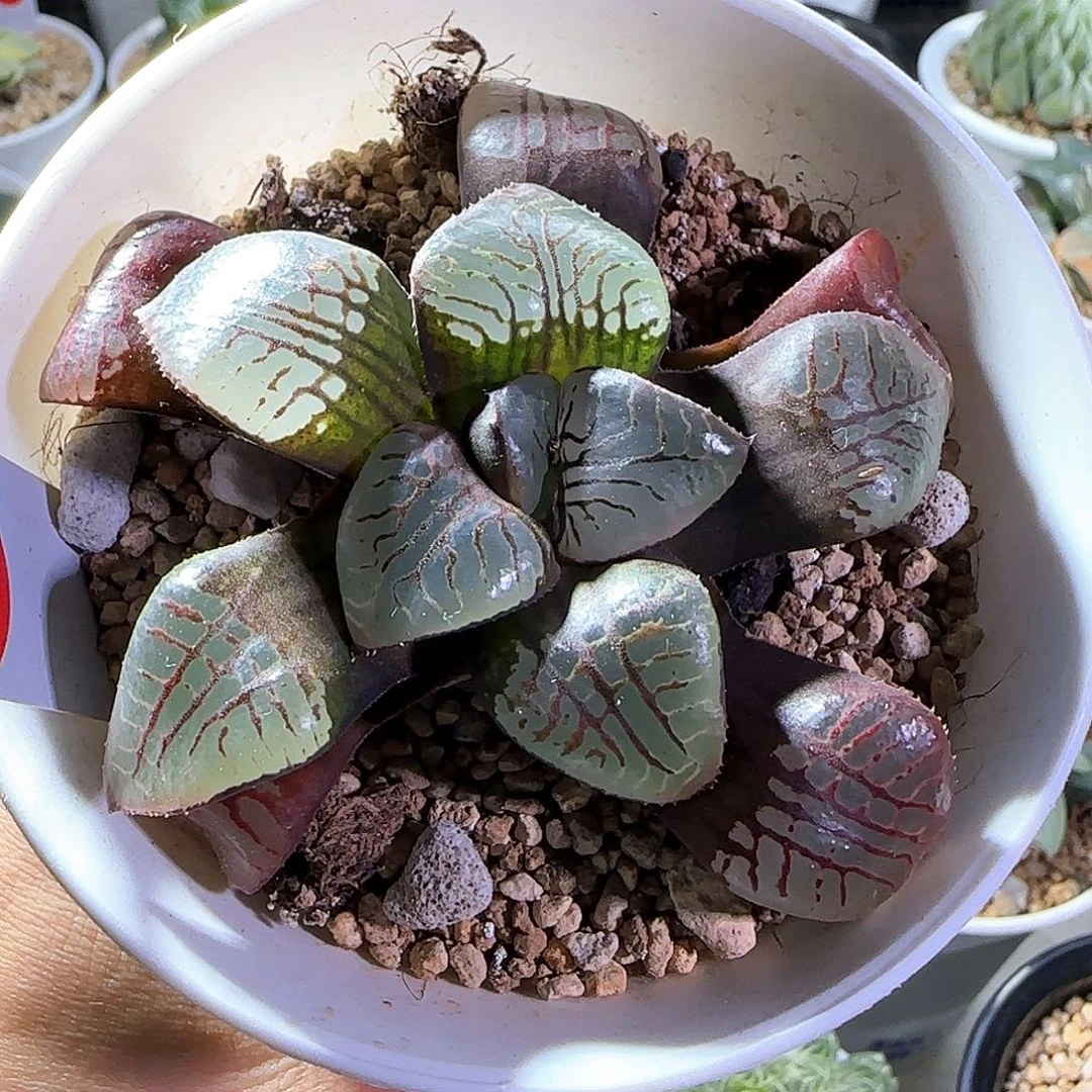 310号魔界实生一物一拍带盆土